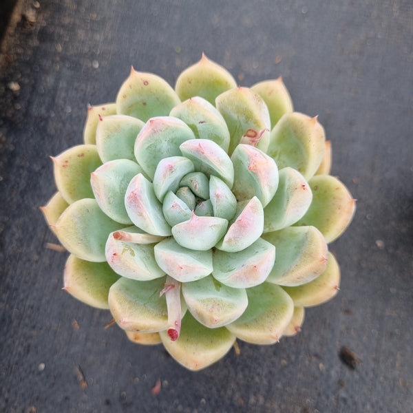 Echeveria 'Alba Beauty' 阿尔巴佳人