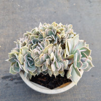 11cm pot Echeveria shaviana hime crested 沙维娜缀化11cm盆