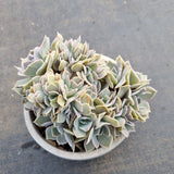 11cm pot Echeveria shaviana hime crested 沙维娜缀化11cm盆