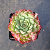 Echeveria Red Hole 朱砂痣