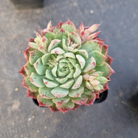 Echeveria Red Hole 朱砂痣