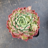 Echeveria Red Hole 朱砂痣