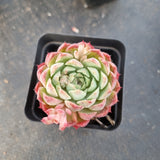 Echeveria Red Hole 朱砂痣