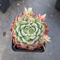 Echeveria Red Hole 朱砂痣