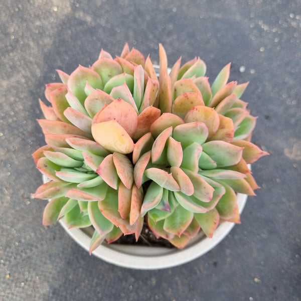 11cm pot Echeveria Low 绮罗11cm盆