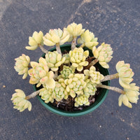 11cm pot Sedum Clavatum R. T. Clausen 凝脂莲