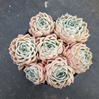 11cm pot Echeveria Icy Beauty 11cm盆冰美人