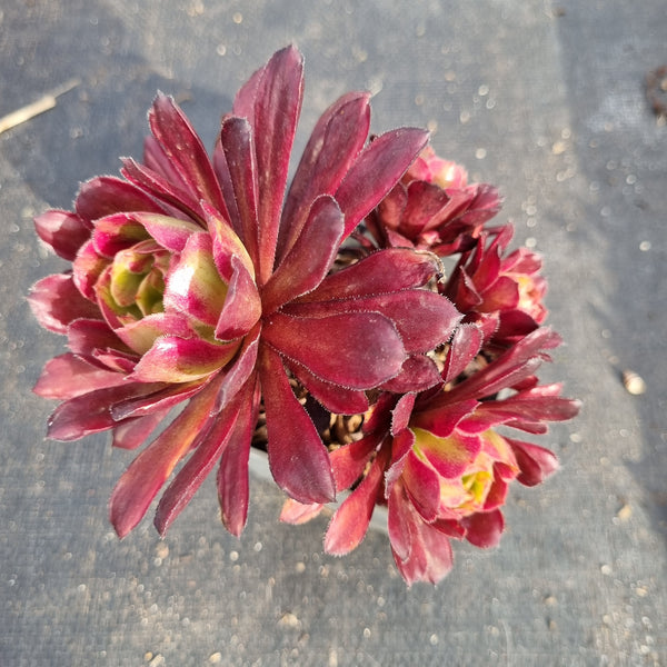 9cm pot Aeonium 'Mardi gras' 红覆轮法师9cm盆