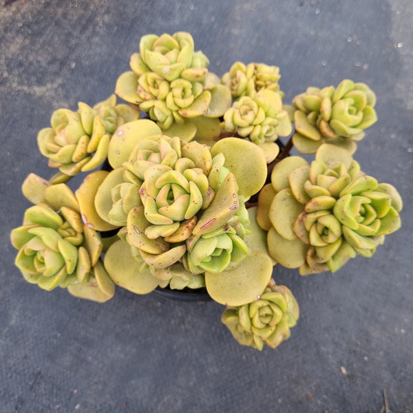 11cm pot Aeonium Lilipad 百合丽丽11cm盆