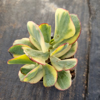 Crassula arborescens Blue Bird variegata