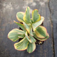 Crassula arborescens Blue Bird variegata