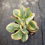 Crassula arborescens Blue Bird variegata