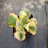 Crassula arborescens Blue Bird variegata