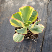 Crassula arborescens Blue Bird variegata