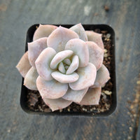 Graptopetalum Superbum x Laui 华雪