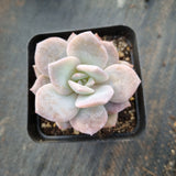 Graptopetalum Superbum x Laui 华雪