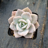 Graptopetalum Superbum x Laui 华雪