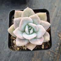 Graptopetalum Superbum x Laui 华雪