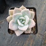 Graptopetalum Superbum x Laui 华雪