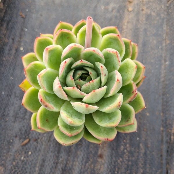 Echeveria Pink Crystal 水晶