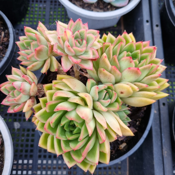 *GLGhybrid(2-448) Echeveria Agavoides hybrid 东云杂