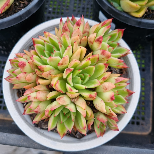 *GLGhybrid(2-449) Echeveria Agavoides hybrid 东云杂