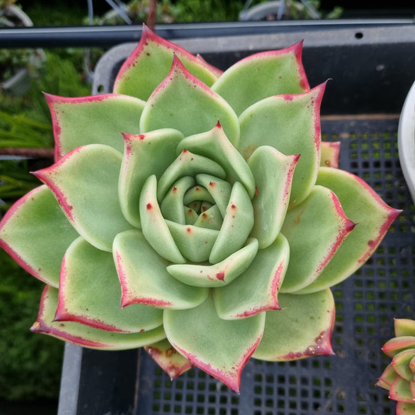 *GLGhybrid(2-450) Echeveria Agavoides hybrid 东云杂