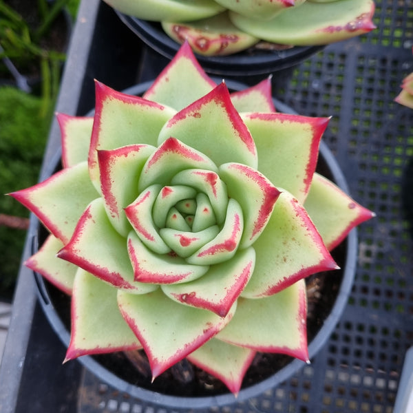 *GLGhybrid(2-451) Echeveria agavoides Ebony hybrid 乌木杂