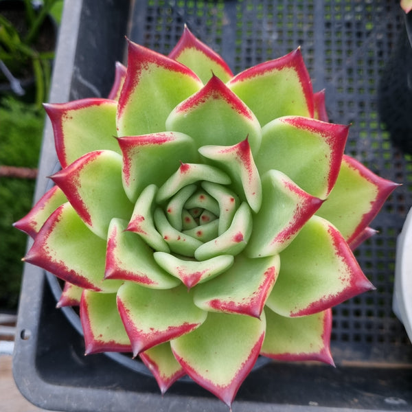 *GLGhybrid(2-452) Echeveria agavoides Ebony hybrid 乌木杂