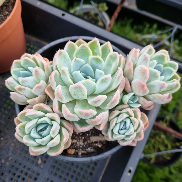 *GLGhybrid (2-453)  Echeveria Raspberry ice hybrid 冰莓杂