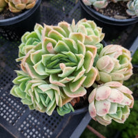 *GLGhybrid (2-454)  Echeveria Raspberry ice hybrid 冰莓杂