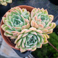 *GLGhybrid (2-455)  Echeveria Raspberry ice hybrid 冰莓杂