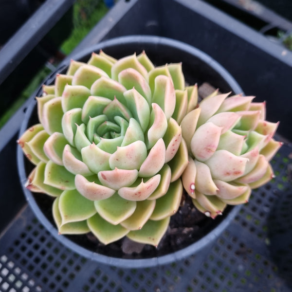 *GLGhybrid (2-455)  Echeveria Raspberry ice hybrid 冰莓杂