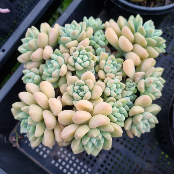 *GLGhybrid (2-457) Graptopetalum Blush Danko 绯丸