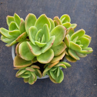 11cm pot Echeveria Golden Glow cluster 金辉群