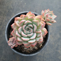 11cm pot Echeveria 'Frost of the Fall' 秋霜11cm 盆