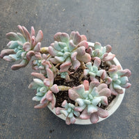 11cm pot Echeveria sp. (New Irish Mint) 新爱尔兰薄荷群