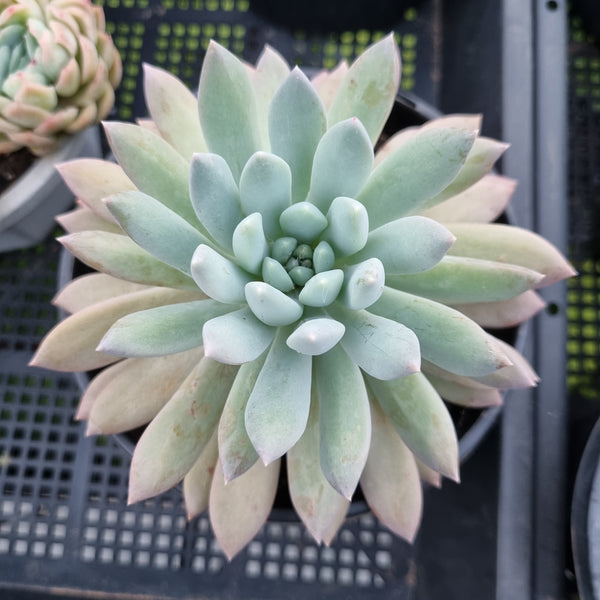 *GLGhybrid (2-438) Echeveria Gilo x Pachyphytum Baby Finger 财路杂婴儿手指