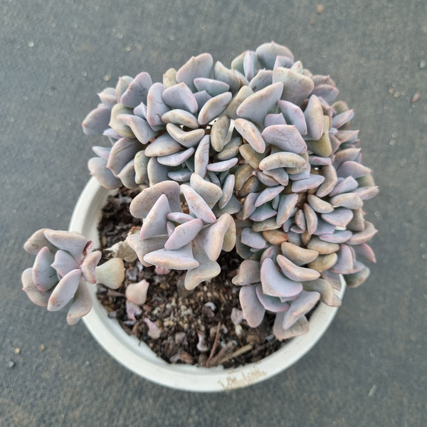 11cm pot Echeveria Cubic Frost crested 雪精灵缀化