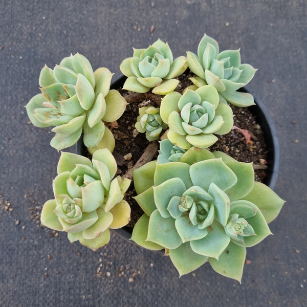 Echeveria Fun Queen 范女王