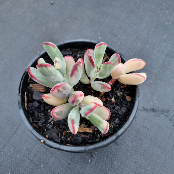 Cotyledon Orbiculata cv. Long Leaf Variegated 棒叶福娘锦