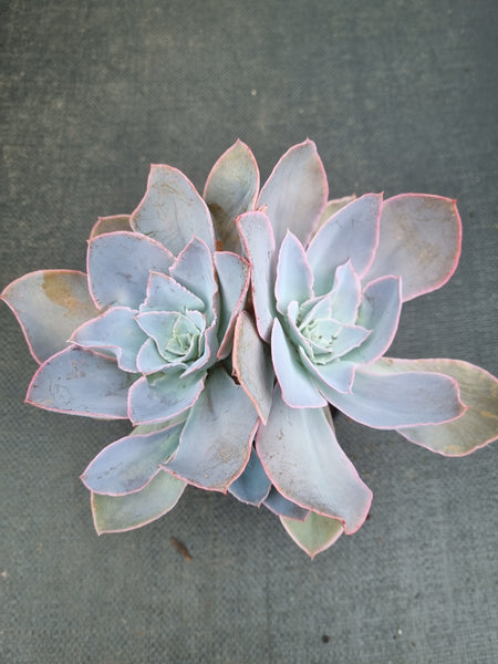 *GLGhybrid (2-458) Echeveria shaviana hime hybrid 沙维娜杂