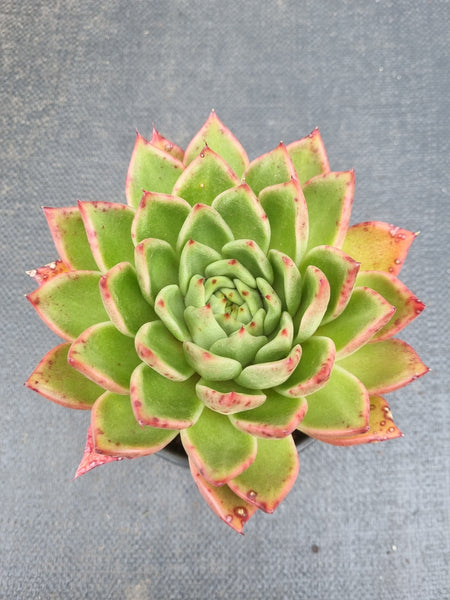 *GLGhybrid (2-459) Echeveria Agavoides hybrid 东云杂