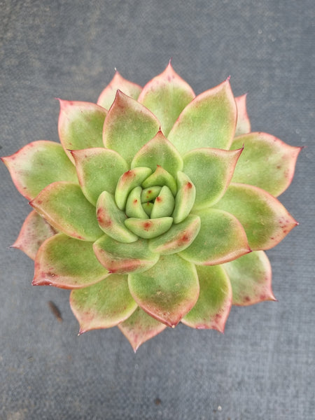 *GLGhybrid (2-460) Echeveria Romeo hybrid 血罗杂