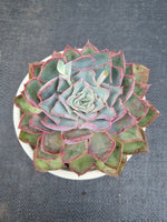 *GLGhybrid (2-461) Echeveria shaviana hime hybrid 沙维娜杂