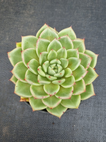 *GLGhybrid (2-462) Echeveria Agavoides hybrid 东云杂