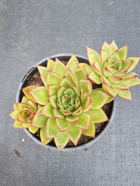 *GLGhybrid (2-463) Echeveria Agavoides hybrid 东云杂