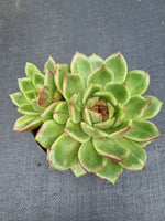 *GLGhybrid(2-465) Echeveria Black Rose hybrid 黑玫瑰杂