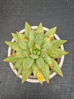 *GLGhybrid(2-466) Echeveria agavoides Ebony hybrid 乌木杂