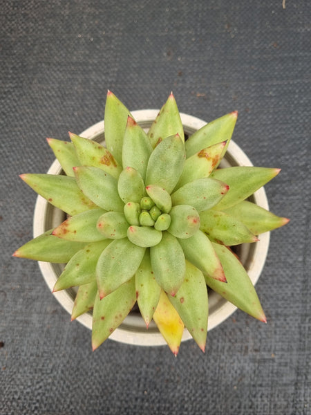 *GLGhybrid(2-466) Echeveria agavoides Ebony hybrid 乌木杂